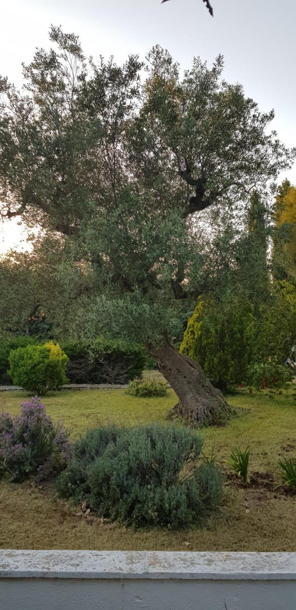 אוסטוני Villa Isabella מראה חיצוני תמונה